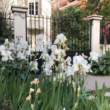 Bearded Iris 'Blanco' (Tall)