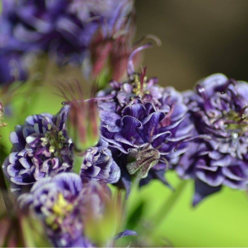 Plant image Aquilegia vulgaris 'Winky Double Dark Blue-White'