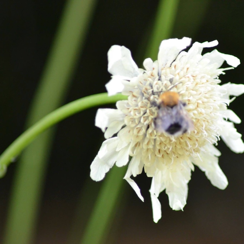 Plant image Scabiosa caucasica 'Alba'