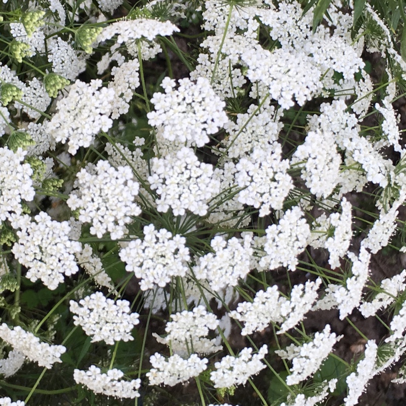 Plant image Anthriscus sylvestris