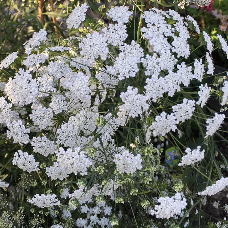 Plant image Anthriscus sylvestris