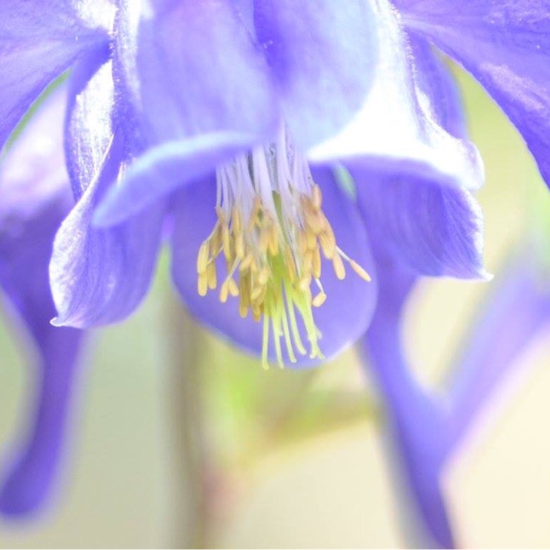 Plant image Aquilegia 'Hensoll Harebell'