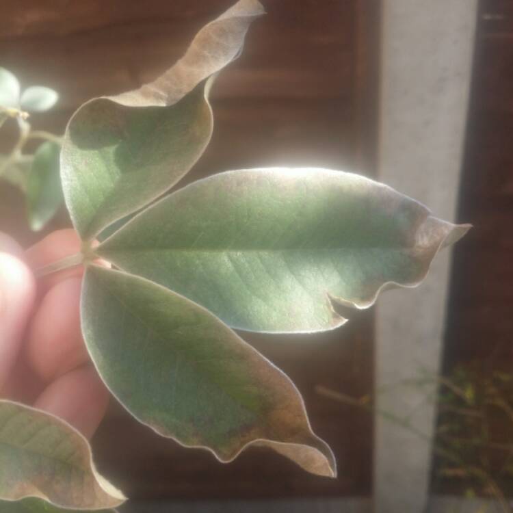 Plant image Argyrocytisus Battandieri syn. Cytisus battandieri