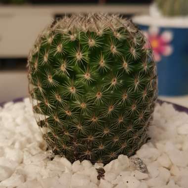 Mammillaria matudae