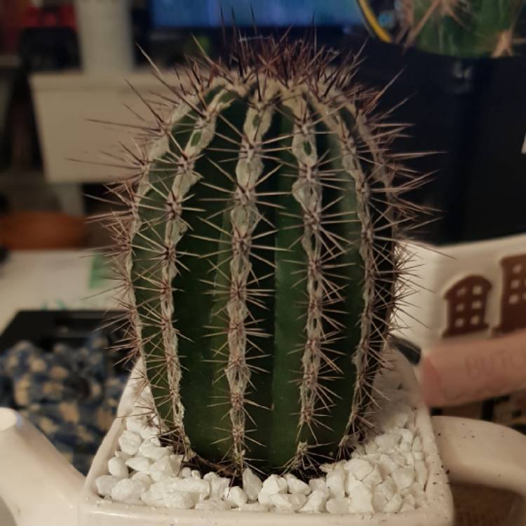 Plant image Echinopsis 'Haku-jo Maru'