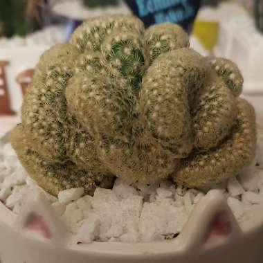 Mammillaria elongata 'Cristata'