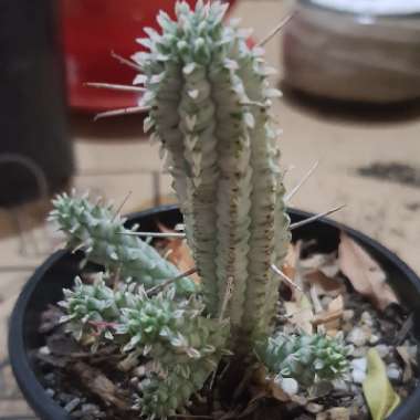 Euphorbia mammillaris 'Variegata'