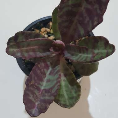 Kalanchoe Humilis