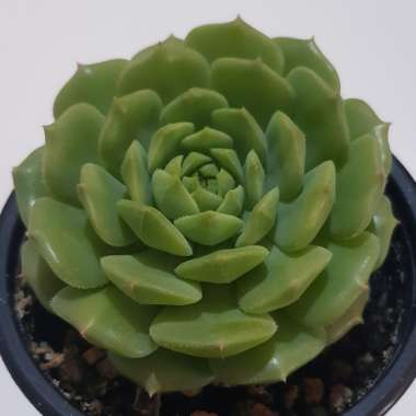 Echeveria Dondo