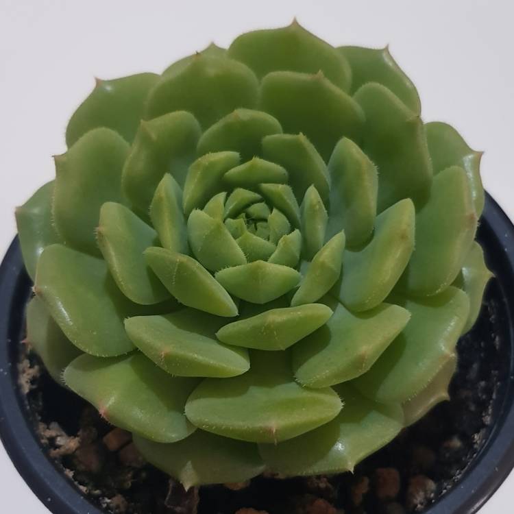 Plant image Echeveria Dondo