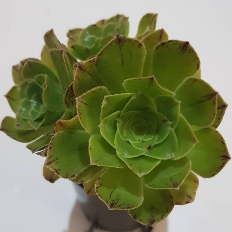 Plant image Aeonium Arboreum Green Rose