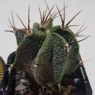 Astrophytum Ornatum