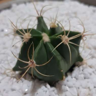 Ferocactus electracanthus syn. Ferocactus histrix