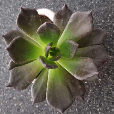 Echeveria Black Prince