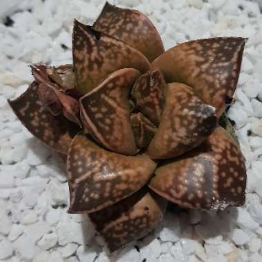 x Gasterhaworthia 'Rosava'