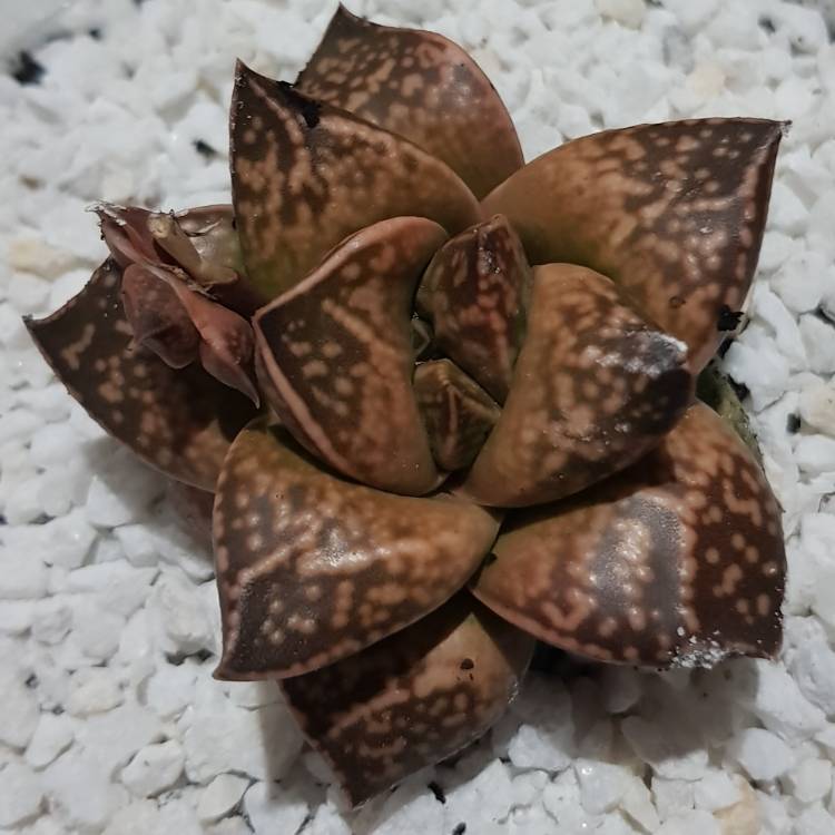 Plant image x Gasterhaworthia 'Rosava'