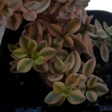 Crassula Volkensii f. Variegata