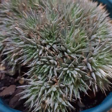 Deuterocohnia brevifolia