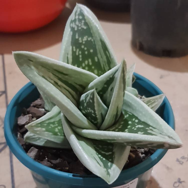 Plant image x Gasteraloe 'Green Ice'