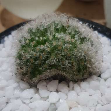 Mammillaria bocasana 'Crested'