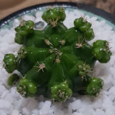 Gymnocalycium anisitsii subs. multiproliferum