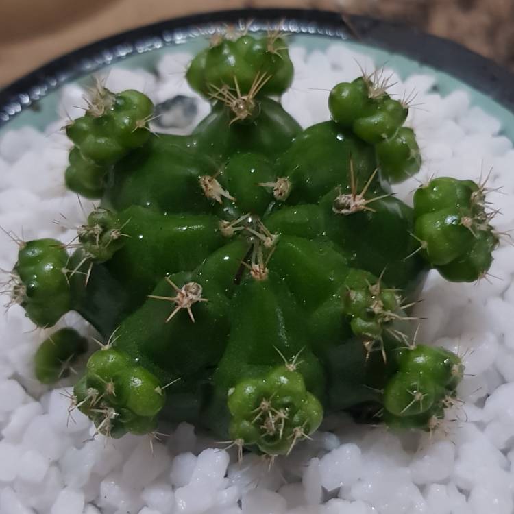 Plant image Gymnocalycium anisitsii subs. multiproliferum