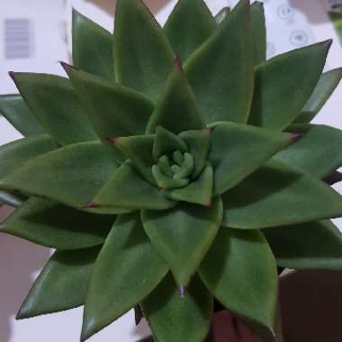 Echeveria Agavoides Corderoyi