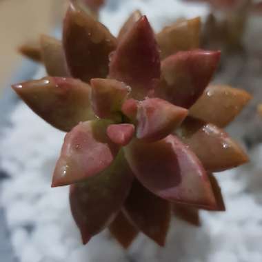 x Graptosedum Bronze