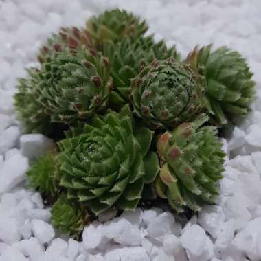 Sempervivum Montanum