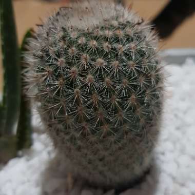 Notocactus ottonis elegans subsp. mammulosus syn. Echinocactus mammulosus