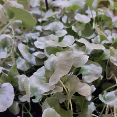 Dichondra argentea 'Silver Falls'