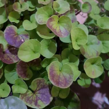 Dichondra repens 'Emerald Falls'