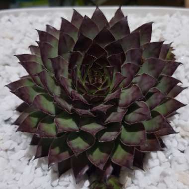 Sempervivum Bronco