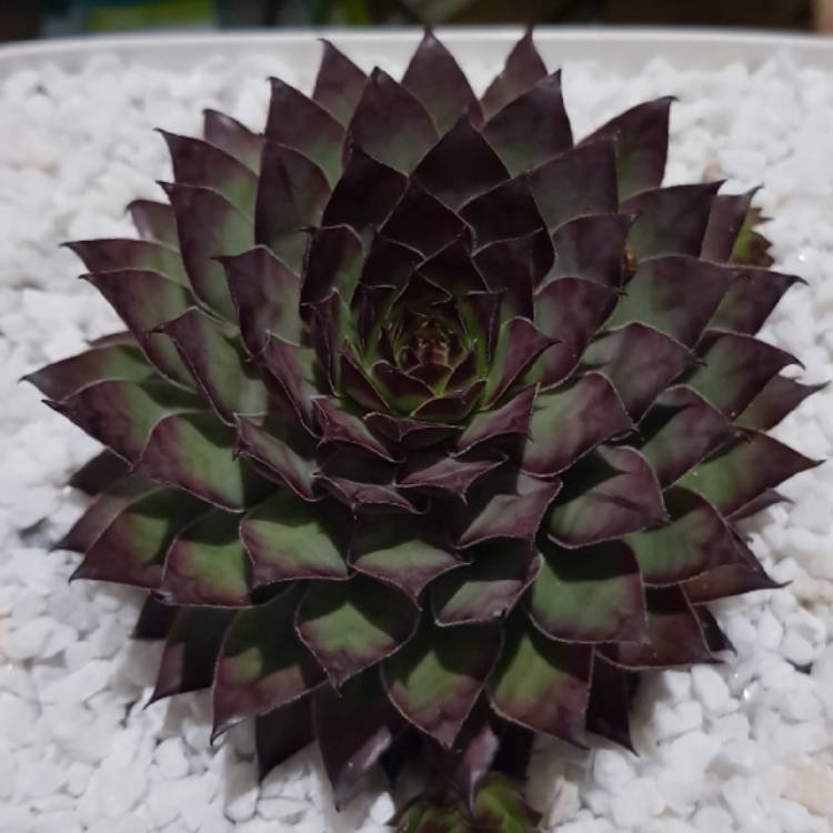 Plant image Sempervivum Bronco