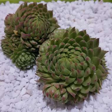 Sempervivum Jovibarba Allionii