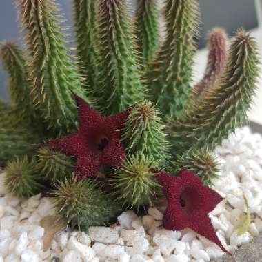 Huernia pillansii