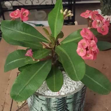 Euphorbia milii 'Lipstick'