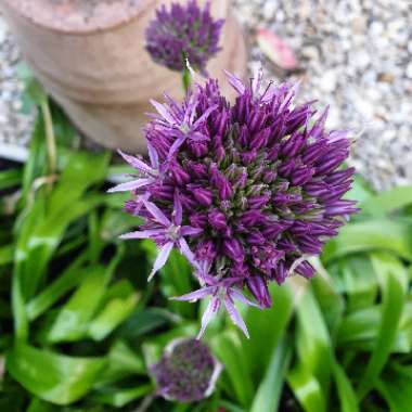 Allium 'Gladiator'