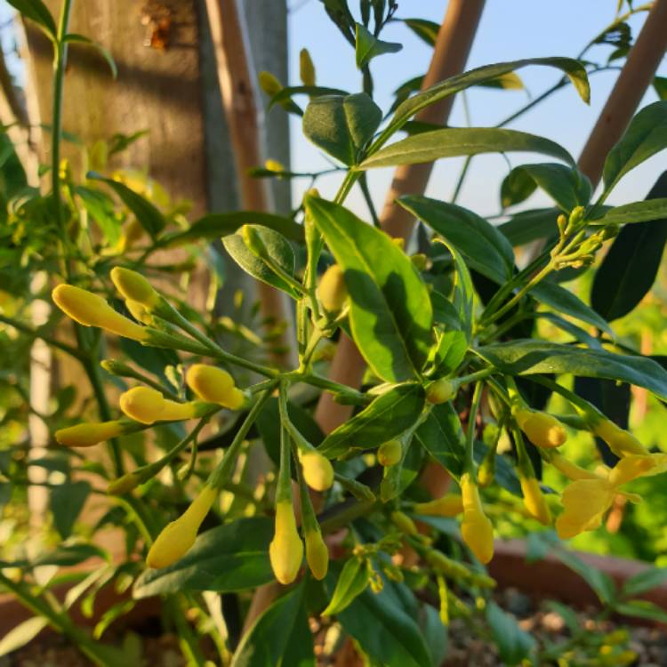 Plant image Jasminum humile 'Revolutum'