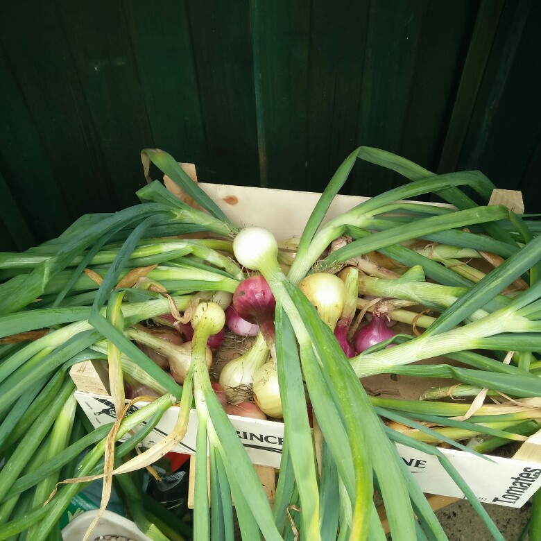 Plant image Allium cepa (Cepa Group) 'Radar'