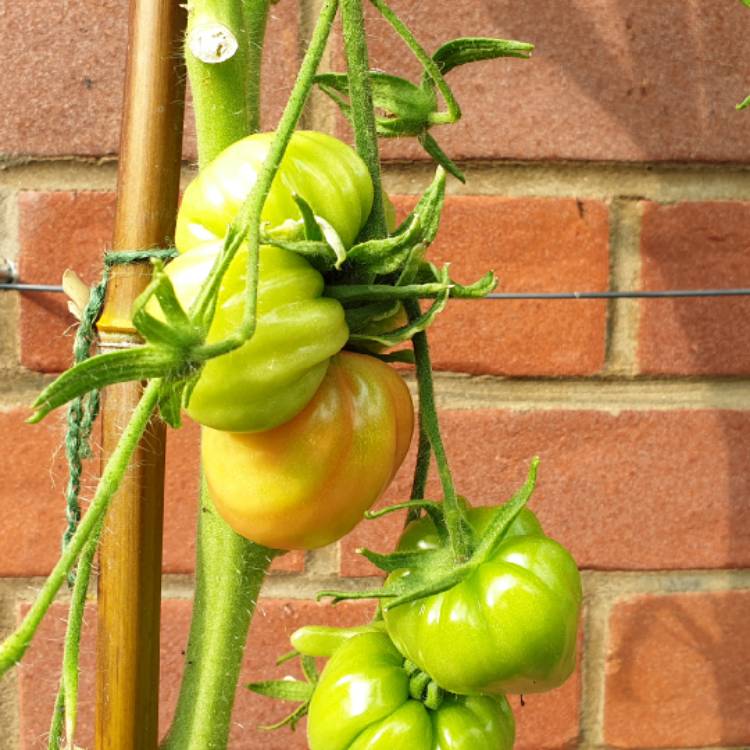 Plant image Solanum Lycopersicum 'Cuore Di Bue'