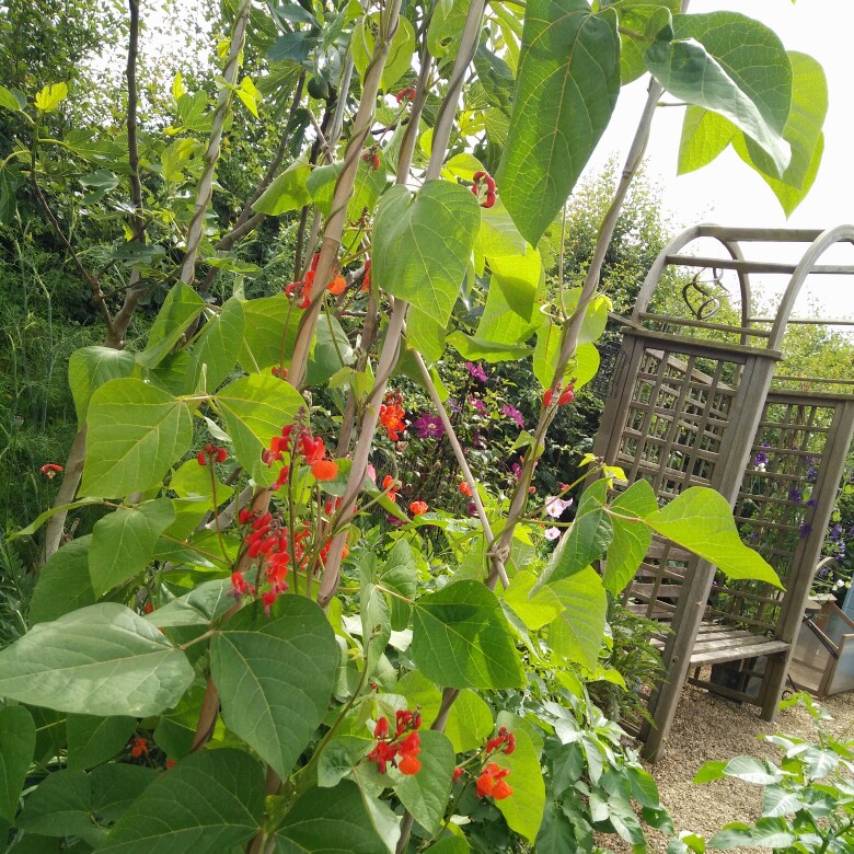 Plant image Phaseolus coccineus