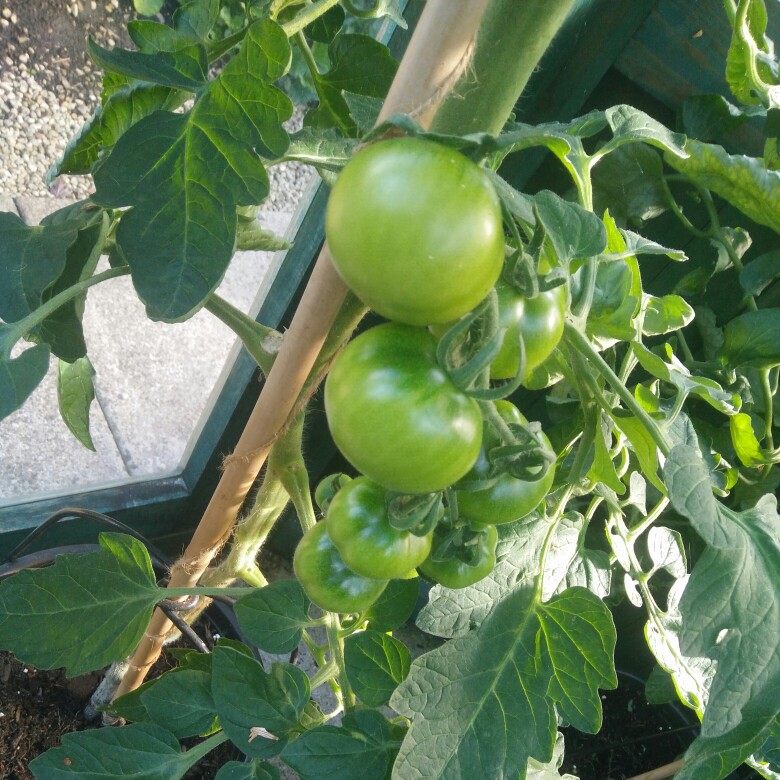 Plant image Solanum Lycopersicum 'Golden Sunrise'