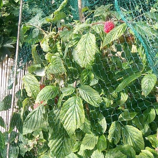 Rubus idaeus