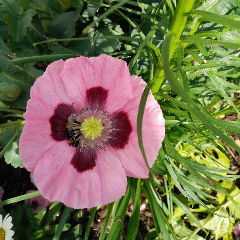 Plant image Papaver somniferum 'Pink Dawn'