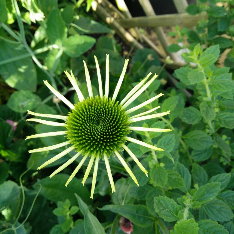 Plant image Echinacea purpurea 'Hope' (Prairie Pillars Series)