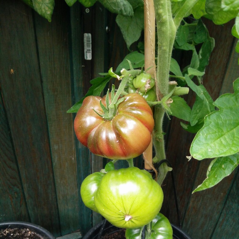 Plant image Solanum lycopersicum 'Black Russian'