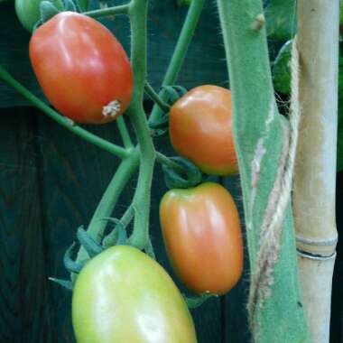 Solanum lycopersicum 'Roma'