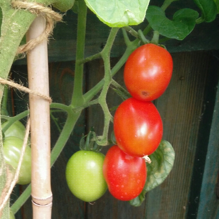 Plant image Solanum lycopersicum 'Roma'