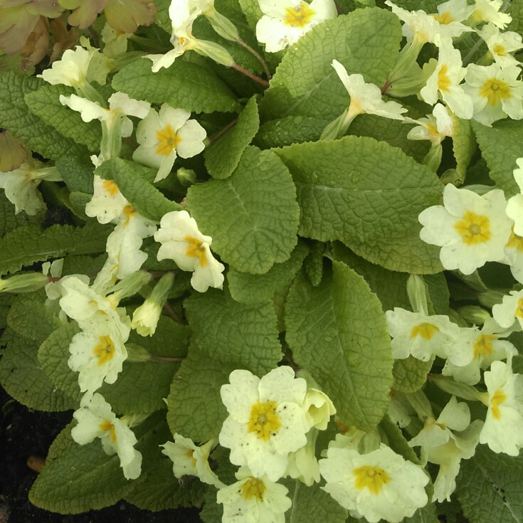 Plant image Primula vulgaris 'Bulgaria'